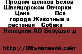Продам щенков Белой Швейцарской Овчарки  › Цена ­ 20 000 - Все города Животные и растения » Собаки   . Ненецкий АО,Белушье д.
